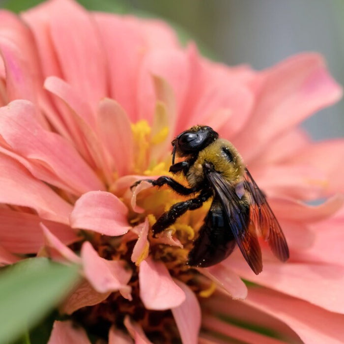 Pollinator Garden Seed Collection - 10 Dazzling Heirloom Flowers To Create A Pollinator Paradise, Gardener Gift, Stocking Stuffer, Non-GMO