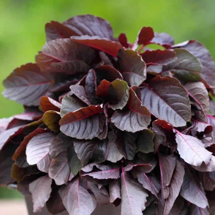Red Garnet Amaranth Seeds - Heirloom Grain, Salad Greens, Edible Flowers, Heat Tolerant, Natural Fabric Dye, Open Pollinated, Non-GMO