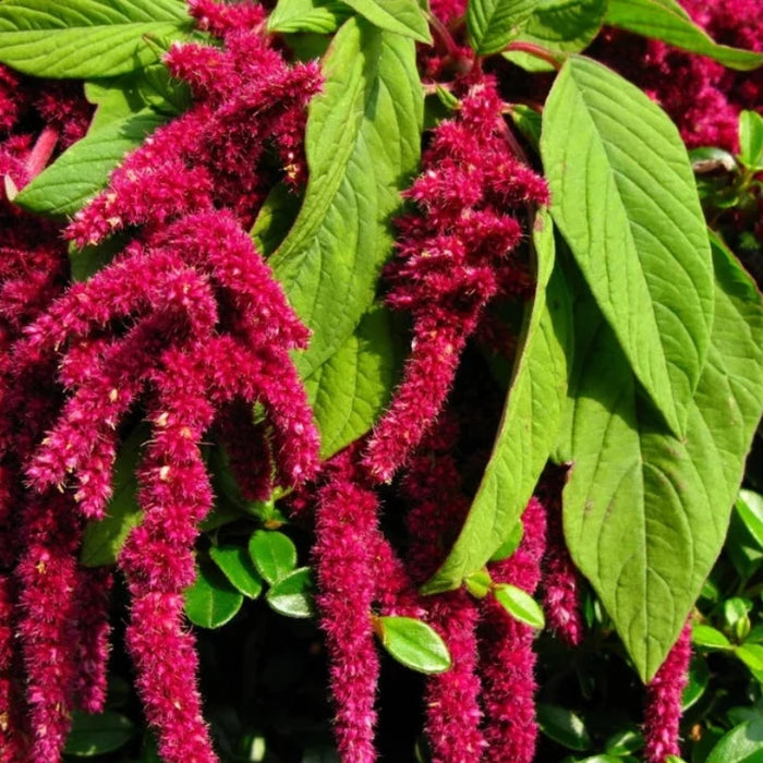 Love Lies Bleeding Amaranth Heirloom Seeds