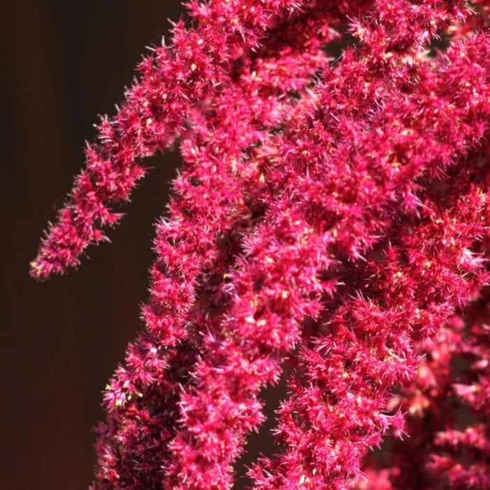 Love Lies Bleeding Amaranth Heirloom Seeds