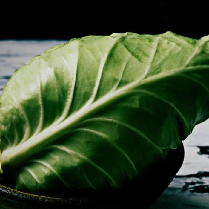 Early Jersey Wakefield Cabbage Heirloom Seeds