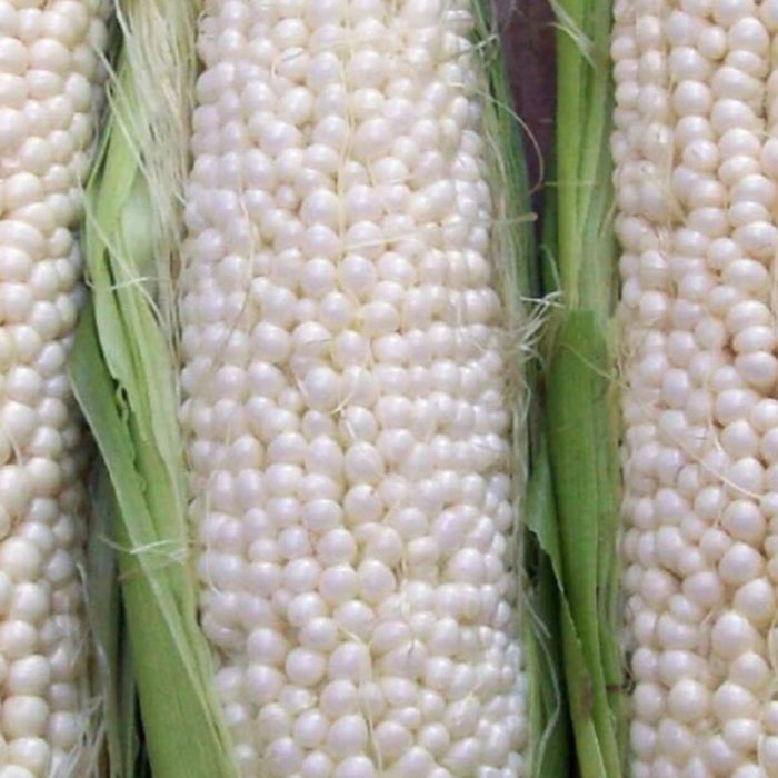 Country Gentleman Sweet Corn Heirloom Seeds - Shoepeg Corn, Home Garden, Open Pollinated, Non-GMO