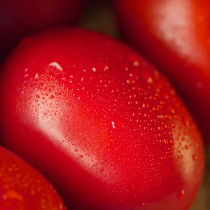Rio Grande Tomato Seeds - Heirloom, Determinate, Juicing Tomato, Dry Climate, Container Garden, Sauce Tomato, Paste Tomato, OP, Non-GMO