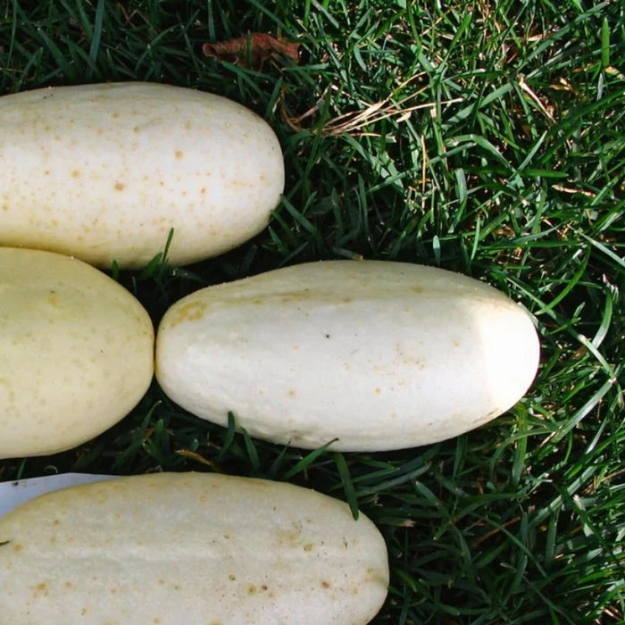 White Wonder Cucumber Seeds - Heirloom, Organic, Non-GMO