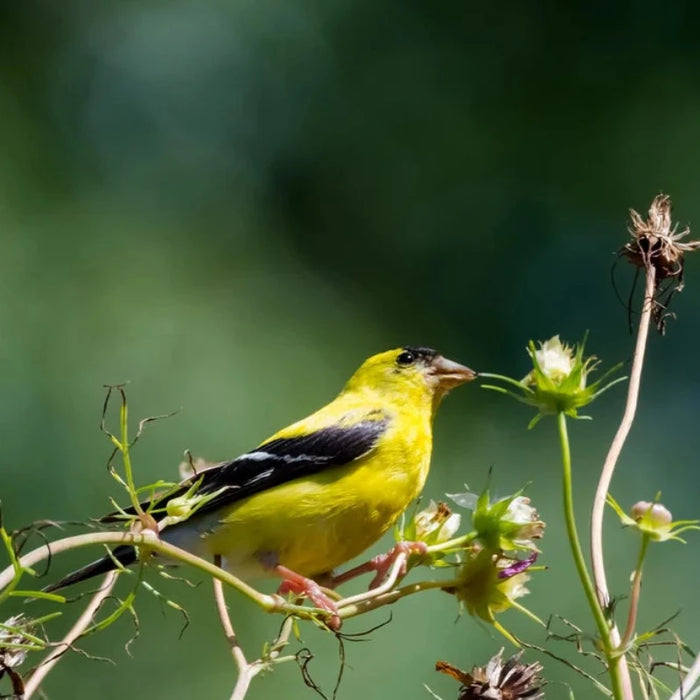 Bird Lover's Wildflower Seed Mix - Seed Packets, Heirloom Seeds, Flower Seeds, Non GMO, Open Pollinated