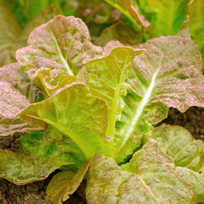 Cimmaron Romaine Lettuce Heirloom Seeds - Heirloom Favorite, Heat Tole ...