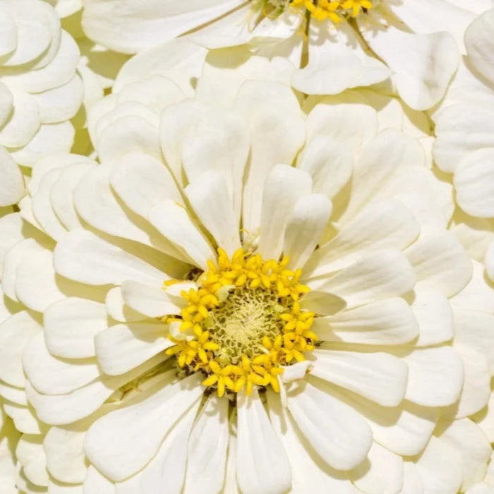 Zinnia White Heirloom Seeds Flower Seeds, Cut Flowers, Bouquet Flowers, Open Pollinated, Non-GMO