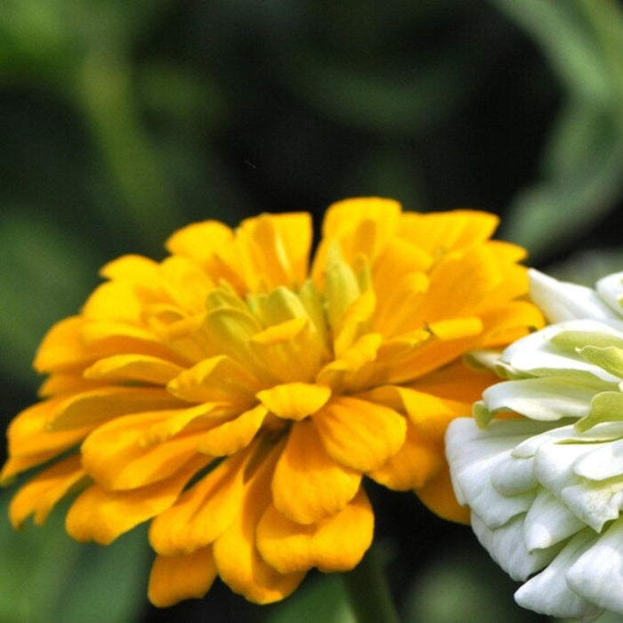 Zinnia, Lemon Cream Mix Heirloom Seeds - Flower Seeds, Cut Flowers, Yellow Zinnia, Mixed Zinnia, Wedding Flowers