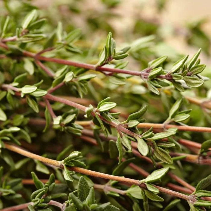 Thyme Seeds - Heirloom Seeds, Culinary Herb, Summer Thyme, Kitchen Herb, Open Pollinated, Non-GMO