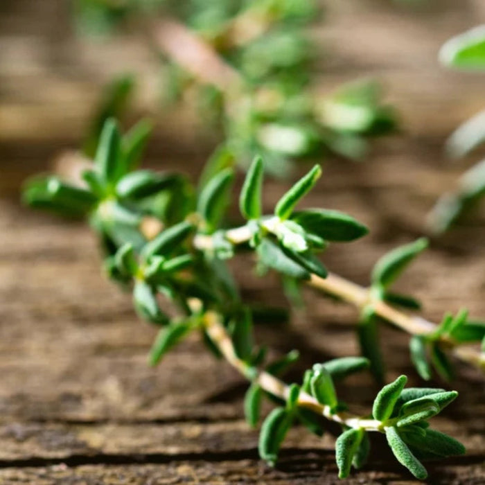 Thyme Seeds - Heirloom Seeds, Culinary Herb, Summer Thyme, Kitchen Herb, Open Pollinated, Non-GMO