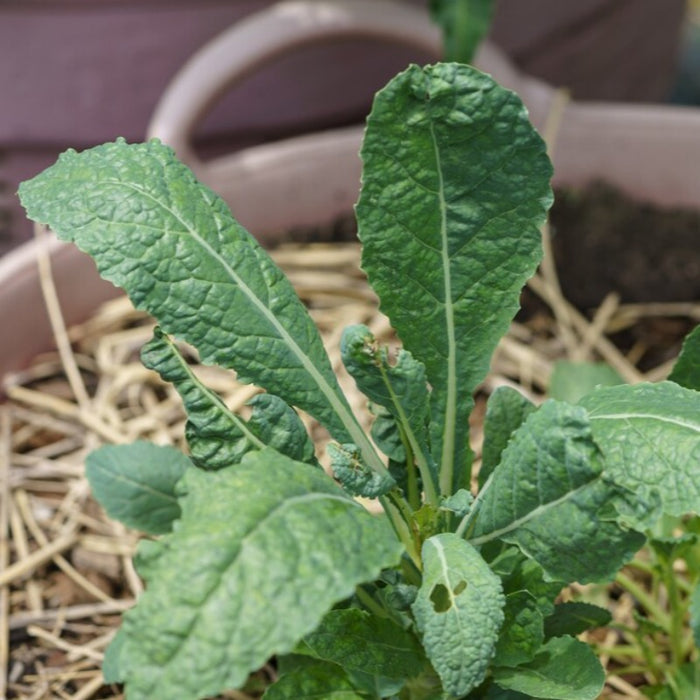 Lacinato Kale Heirloom Seeds - Dinosaur Kale, Tuscan, Nero di Toscana, Black Cabbage, Kale Chips, Cold Hardy, Open Pollinated, Non-GMO