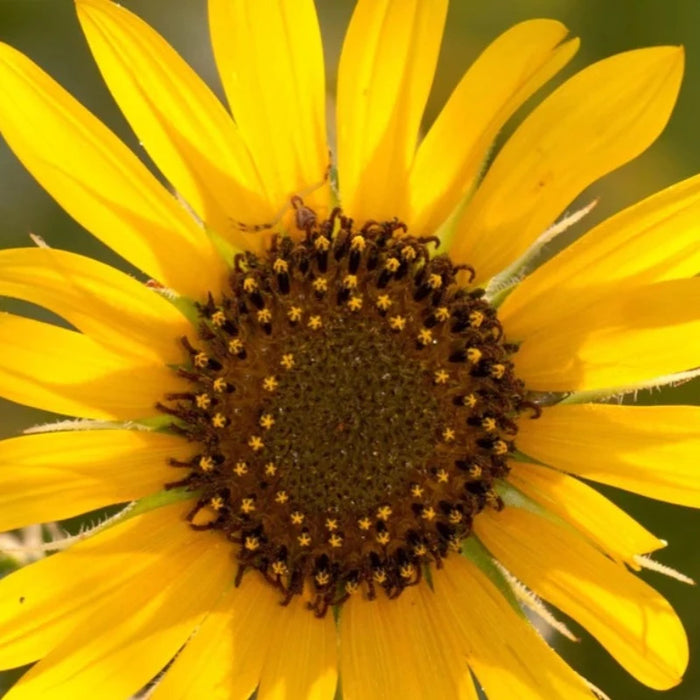 Wild Sunflower Heirloom Seeds - Native, Non-GMO, Open Pollinated, Untreated, Flower Seeds