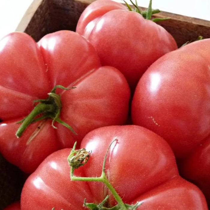 Tomato Heirloom Seeds