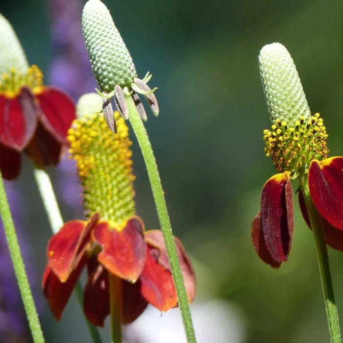 Dwarf Red Coneflower Seeds - Heirloom Flower Seeds, Herb Seeds, Wildflower, Native Seeds, Pollinator Garden, OP, Non-GMO