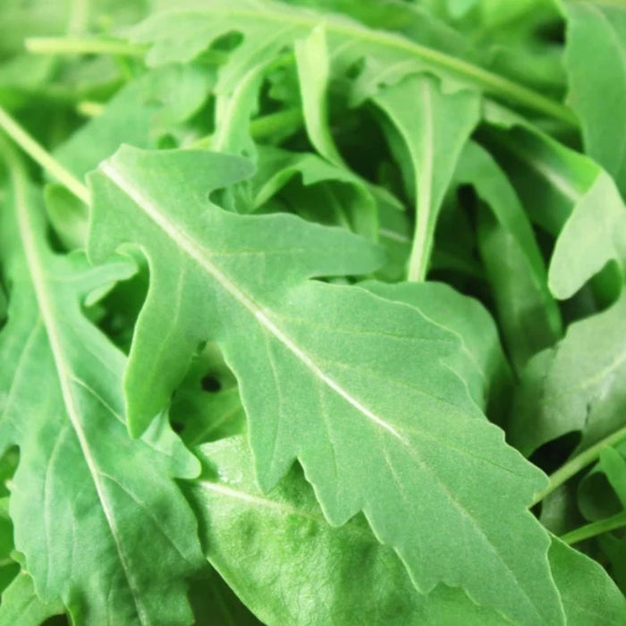 Arugula, Roquette Heirloom Seeds - Open Pollinated, Non-GMO