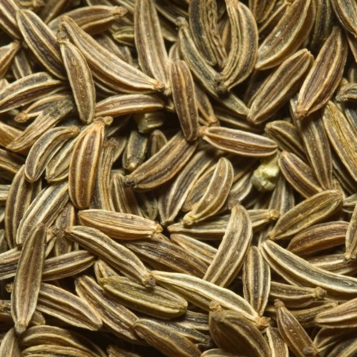 Cumin Herb Heirloom Seeds - Warm Season, Open Pollinated, Non-GMO