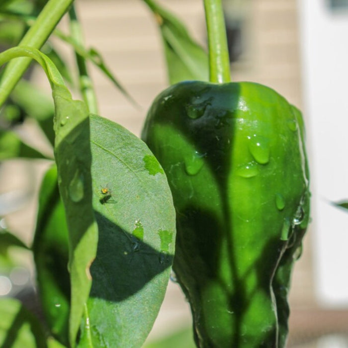 Poblano Ancho Hot Pepper Heirloom Seeds - Chili Rellenos, Mole Poblano, Chili Powder, Roasted Pepper, OP, Non-GMO