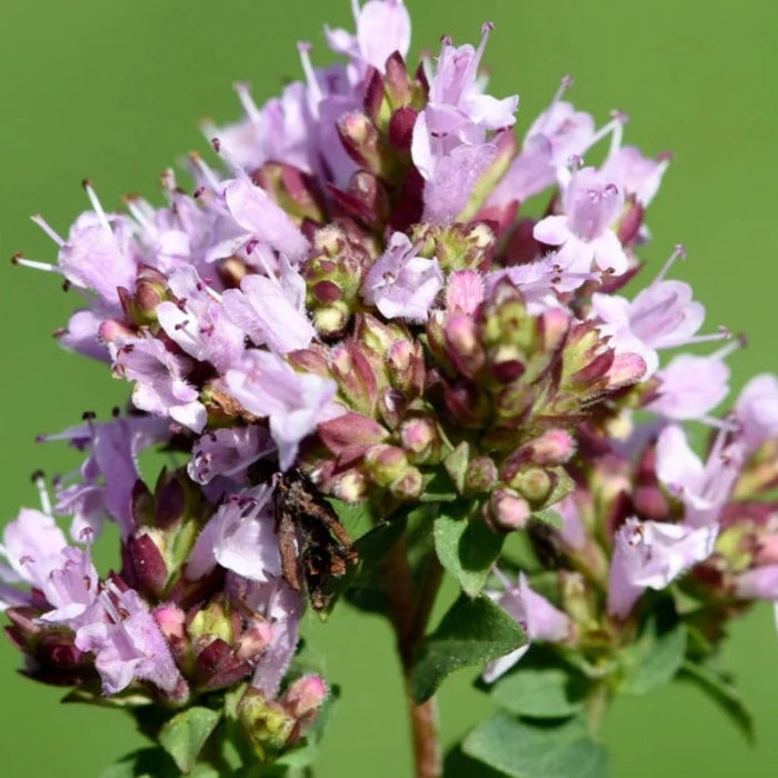 Oregano, Common (Vulgare) Herb Heirloom Seeds - Open Pollinated, Non-GMO