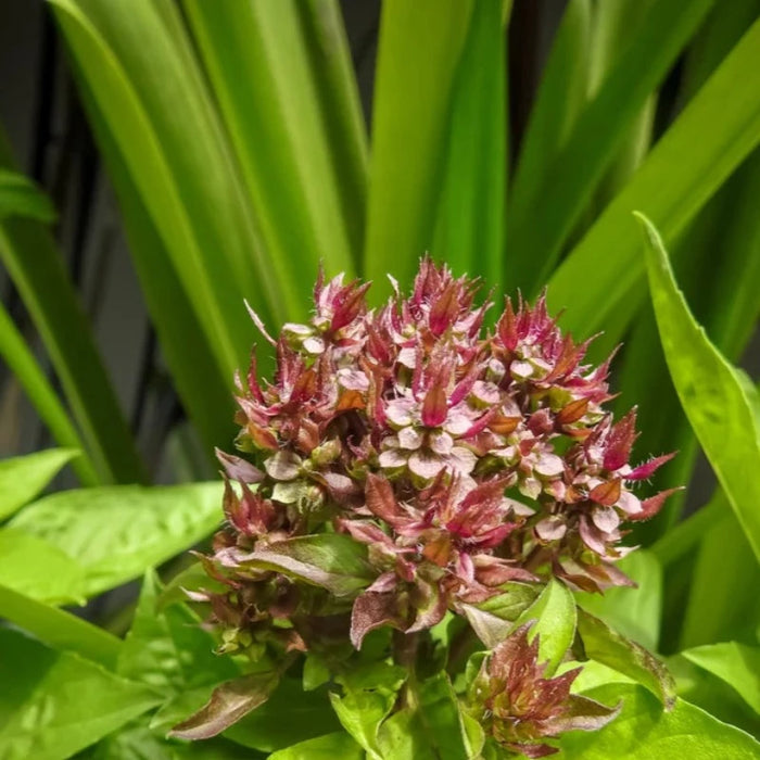 Siam Basil Seeds - Thai Basil, Heirloom Seeds, Culinary Herb, Open Pollinated, Ornamental Basil, Non-GMO