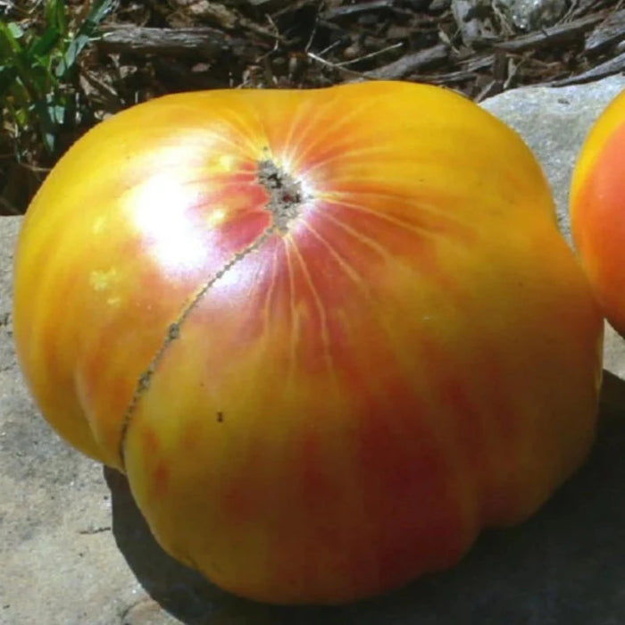 Mr. Stripey Tomato Seeds - Heirloom Seeds, High Sugar, Low Acid, Indeterminate, Open Pollinated, Non-GMO