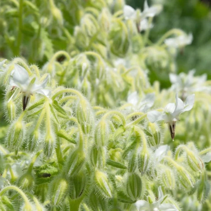 White Borage Seeds Heirloom Seeds, Edible Flower Seeds, Non-GMO