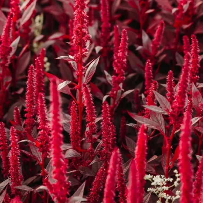 Red Garnet Amaranth Seeds - Heirloom Grain, Salad Greens, Edible Flowers, Heat Tolerant, Natural Fabric Dye, Open Pollinated, Non-GMO