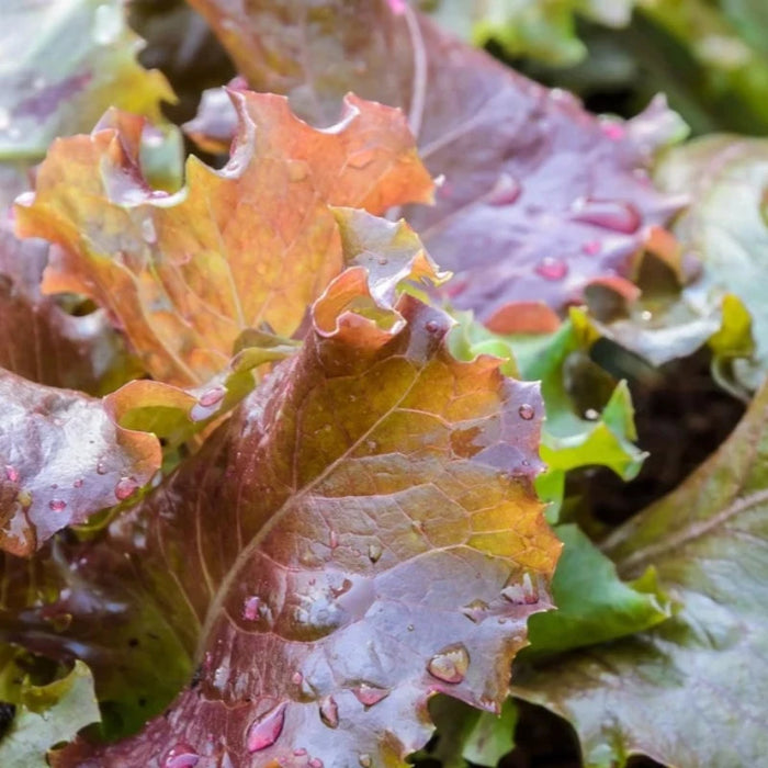 Red Sails Lettuce Heirloom Seeds - AAS Winner, Baby Greens, Short Season, Slow Bolt, Heat Tolerant, Container Garden, OP, Non-GMO