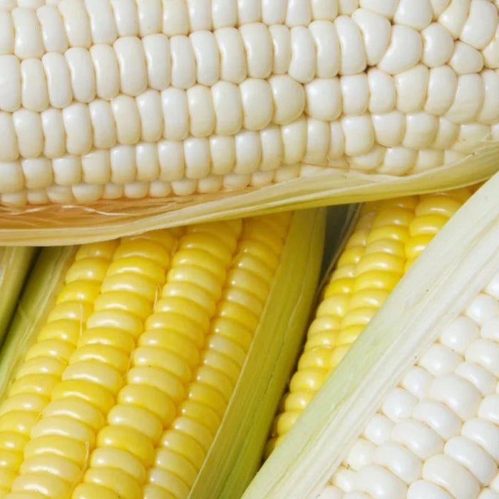 Corn Seeds - Heirloom Seeds, Sweet Corn Seeds, Heirloom Corn, Open Pollinated, Non-GMO