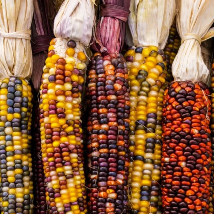 Corn Heirloom Seeds - Ornamental Corn, Heirloom Corn, Flour Corn, Flint Corn, Hominy, Polenta, Open Pollinated, Non-GMO