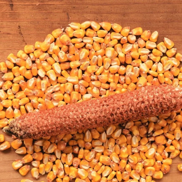 Reid's Yellow Dent Corn Seeds - Heirloom Seeds, Field Corn, Corn Bread, Corn Fritters, Masa, Open Pollinated, Non-GMO