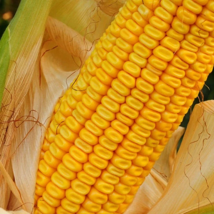 Reid's Yellow Dent Corn Seeds - Heirloom Seeds, Field Corn, Corn Bread, Corn Fritters, Masa, Open Pollinated, Non-GMO