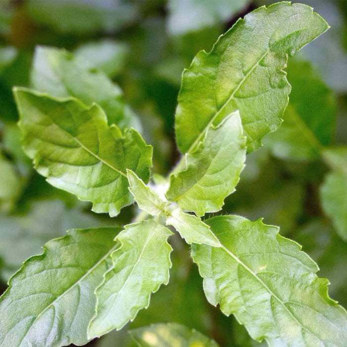 Basil Lovers Seed Collection - 10 Heavenly Heirloom Basil Varieties From Around The World, Pesto, Seed Kit, Open Pollinated, Non-GMO