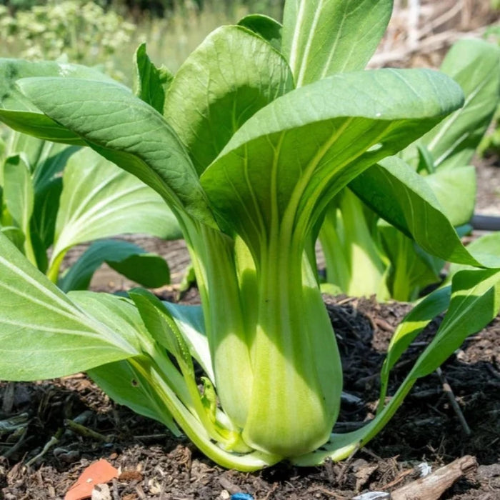 Pak Choi Cabbage Seeds - Heirloom, Microgreens, Sprouting Seeds, Asian Cuisine, Open Polinated, Non-GMO