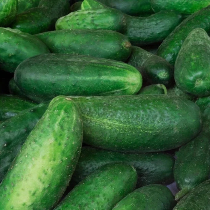 Cucumber Seeds - Heirloom, Vining, Pickling Cucumber, Open Pollinated, Non-GMO