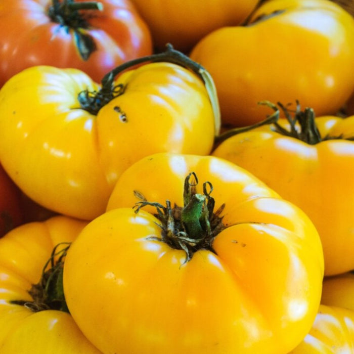 Amana Orange Tomato Heirloom Seeds - Beefsteak, Caprese Salad, Slicing Tomato, Open Pollinated, Non-GMO