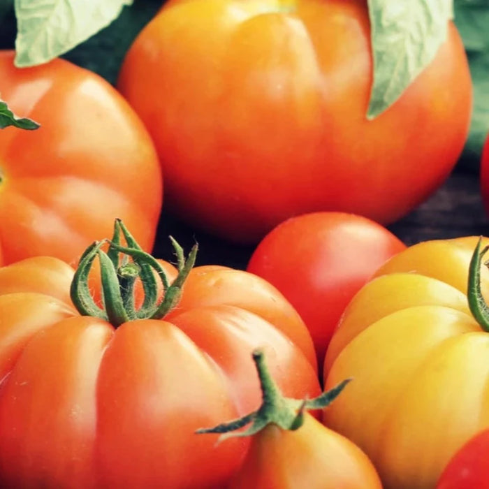 Hillbilly Tomato Seeds - Heirloom Seeds, Slicing Tomato, Indeterminate Tomato, Multicolor Tomato, Low Acid Tomato, Open Pollinated, Non-GMO