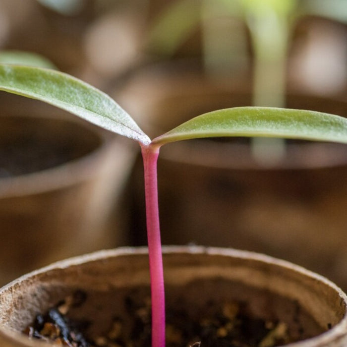 Malabar Red Stem Spinach Heirloom Seeds