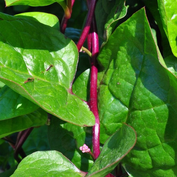 Malabar Red Stem Spinach Heirloom Seeds