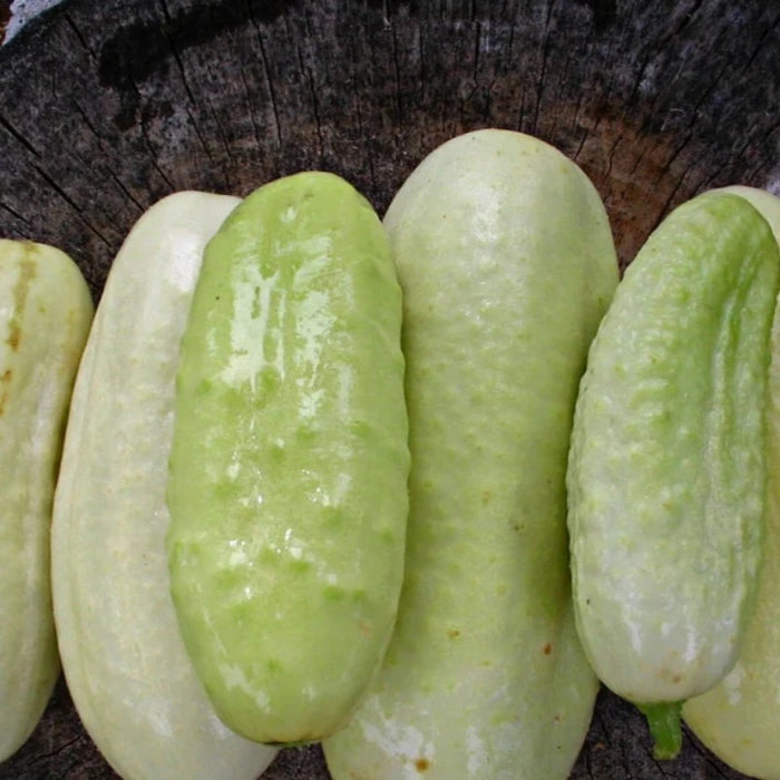 White Wonder Cucumber Seeds - Heirloom, Organic, Non-GMO