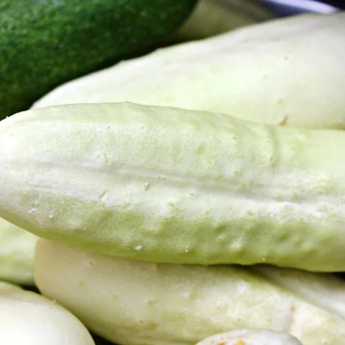 White Wonder Cucumber Seeds - Heirloom, Organic, Non-GMO