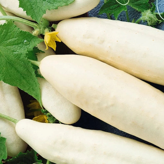 White Wonder Cucumber Seeds - Heirloom, Organic, Non-GMO