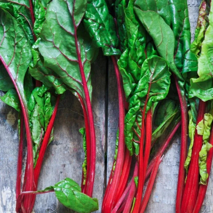 Ruby Red Chard Heirloom Seeds - Long Season, Slow Bolt, Edible Landscaping, Open Pollinated, Non-GMO