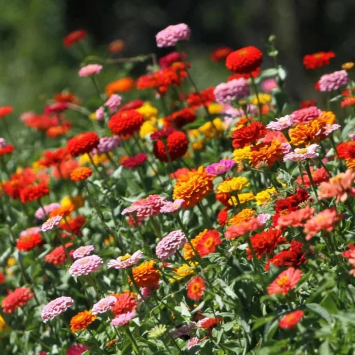 Zinnia (Dwarf), Lilliput Mix Heirloom Seeds - Flower Seeds, Dwarf Flowers, Mixed Zinnia