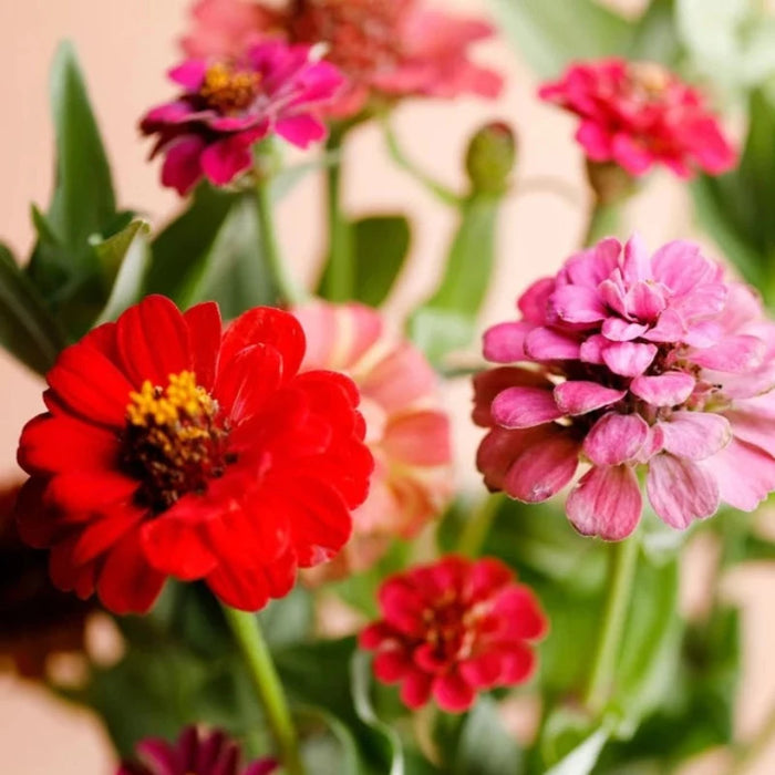 Zinnia (Dwarf), Lilliput Mix Heirloom Seeds - Flower Seeds, Dwarf Flowers, Mixed Zinnia