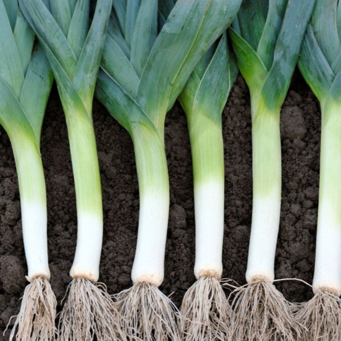 Flag Leek Seeds - Heirloom Seeds, Onion Seeds, Cold Hardy, Long Harvest, Open Pollinated, Non-GMO