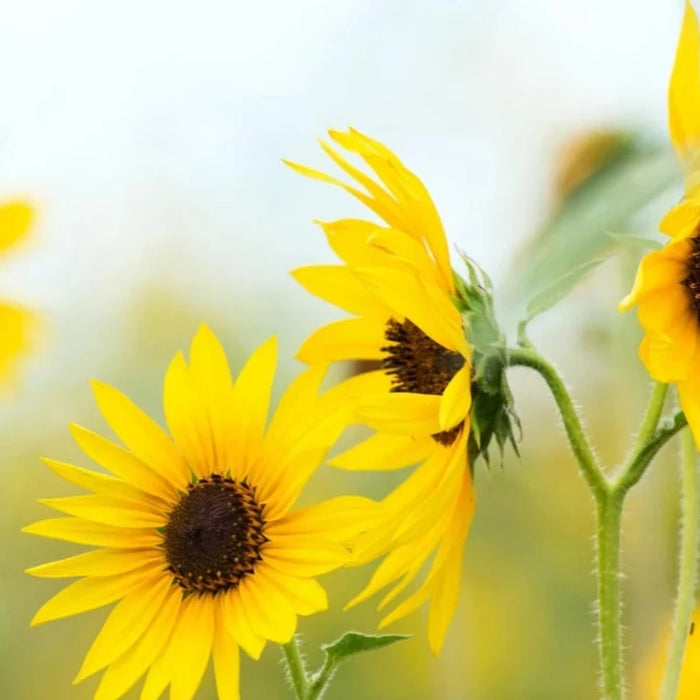 Wild Sunflower Heirloom Seeds - Native, Non-GMO, Open Pollinated, Untreated, Flower Seeds