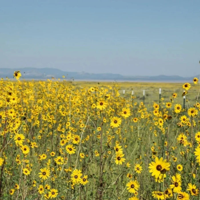 Wild Sunflower Heirloom Seeds - Native, Non-GMO, Open Pollinated, Untreated, Flower Seeds