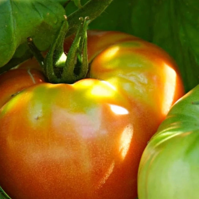Tomato Heirloom Seeds