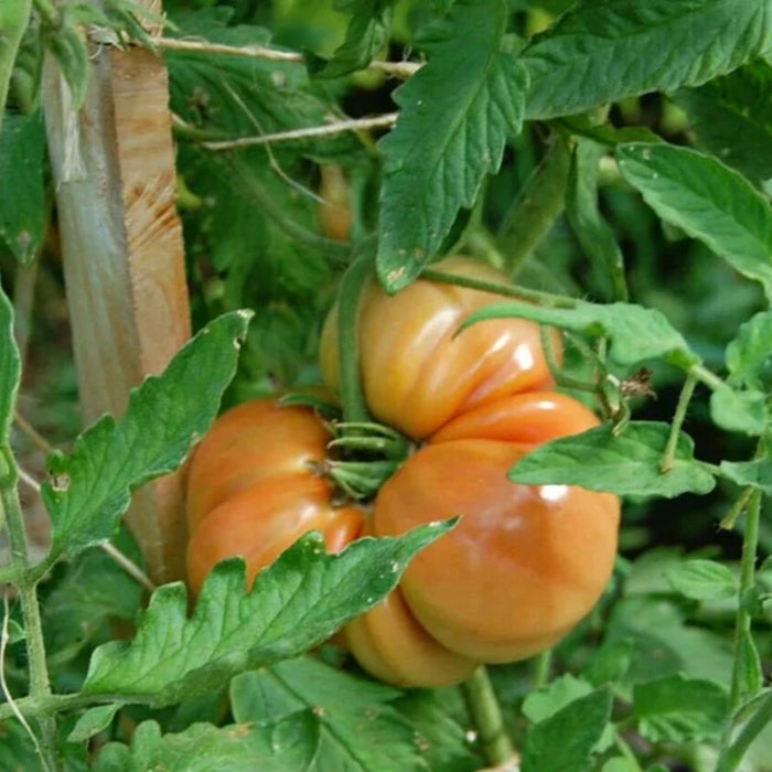 Tomato Heirloom Seeds