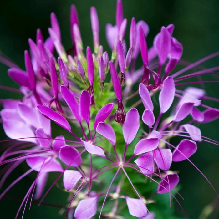 Rocky Mountain Bee Plant Flower Seeds - Heirloom Seeds, Wild Cleome, Fragrant Flower, Non-GMO